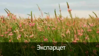 Экспарцет
