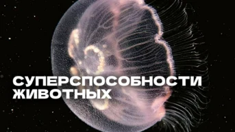 Суперспособности животных