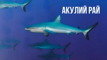 Акулий рай Полинезии