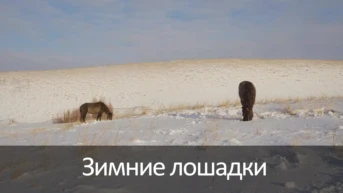 Зимние лошадки