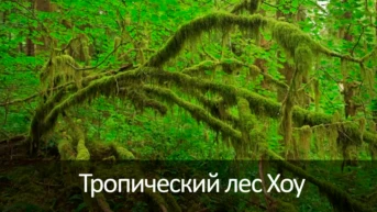Тропический лес Хоу