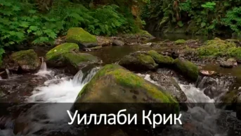 Уиллаби Крик