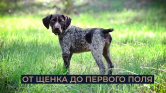 От щенка до первого поля