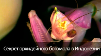 Секрет орхидейного богомола в Индонезии