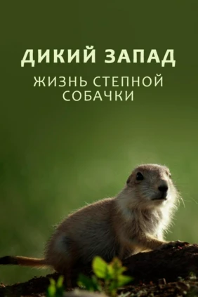 Дикий Запад: жизнь степной собачки