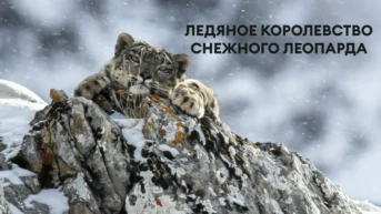 Ледяное королевство снежного леопарда