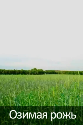Озимая рожь