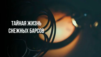 Тайная жизнь снежных барсов