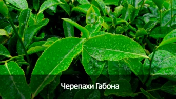 Черепахи Габона
