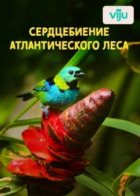 Сердцебиение атлантического леса