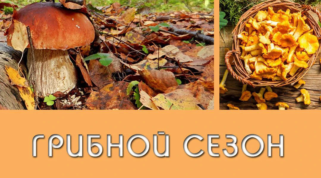 Передача Грибной сезон