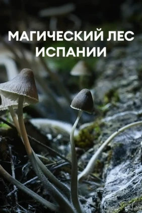 Магический лес Испании