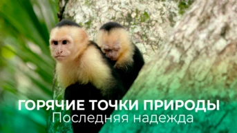 Горячие точки. Последняя надежда