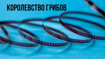 Королевство грибов