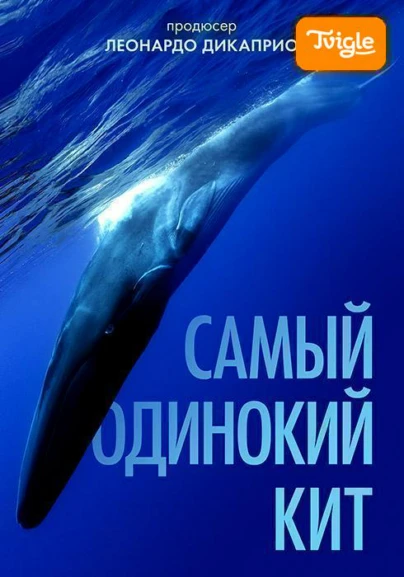 Самый одинокий кит