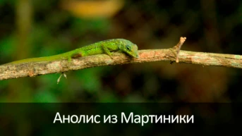 Анолис из Мартиники