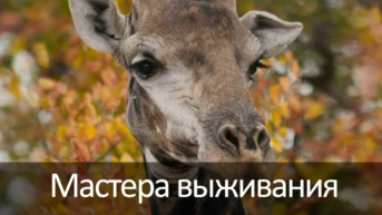 Животные-партизаны
