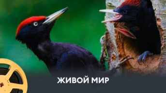 Живой мир