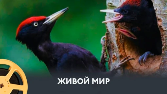 Живой мир