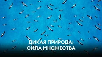 Дикая природа: сила множества
