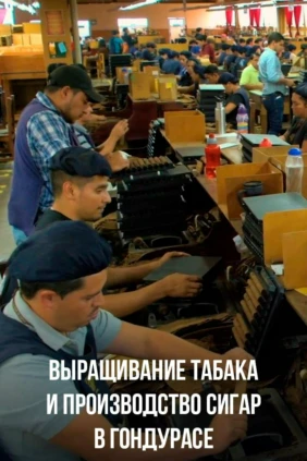 Выращивание табака и производство сигар в Гондурасе