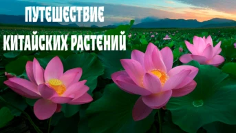 Путешествие китайских растений