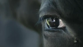 Трейлер 1