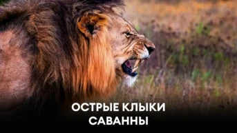 Острые клыки Саванны