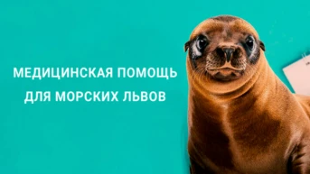 Медицинская помощь для морских львов