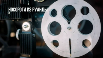 Носороги из Руанды
