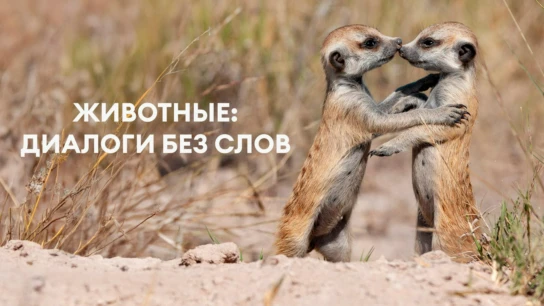 Животные: диалоги без слов