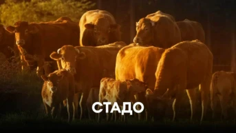 Стадо