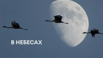 В небесах