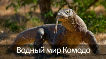 Водный мир Комодо