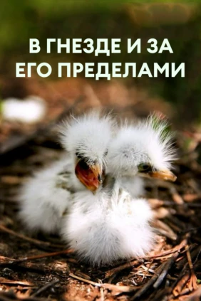 В гнезде и за его пределами