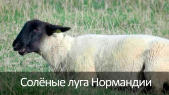 Солёные луга Нормандии