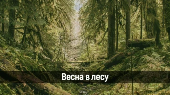 Весна в лесу