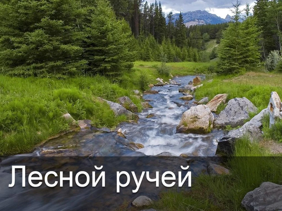 Передача Лесной ручей