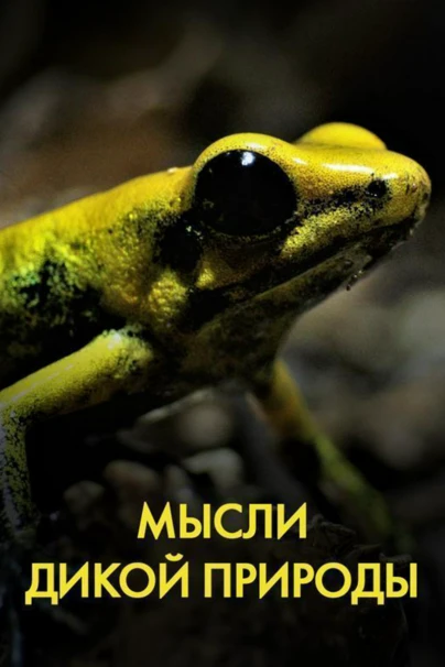 Мысли дикой природы
