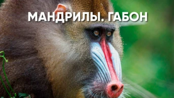Мандрилы Габона