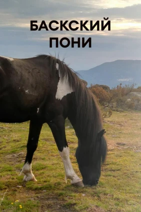Баскский пони