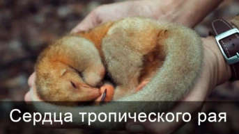 Сердца тропического рая