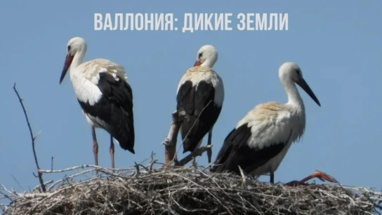 Валлония: дикие земли