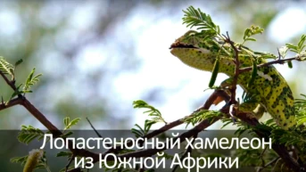 Лопастеносный хамелеон из Южной Африки