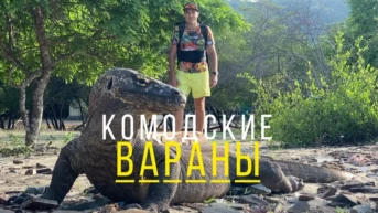 Комодские вараны - Павел Макаров