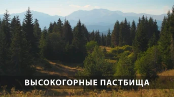 Высокогорные пастбища