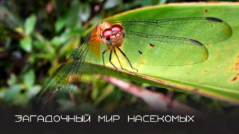 Загадочный мир насекомых