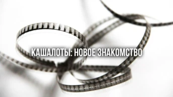 Кашалоты: Новое знакомство