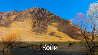 Кони