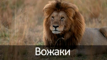 Вожаки